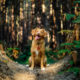 Plant-Based Pooches: The benefits of a meat-free diet for dogs